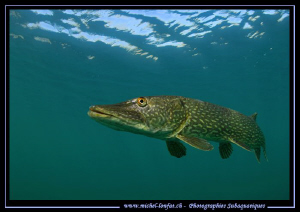 King Pike Fish in his pound... Que du bonheur... :O)... by Michel Lonfat 